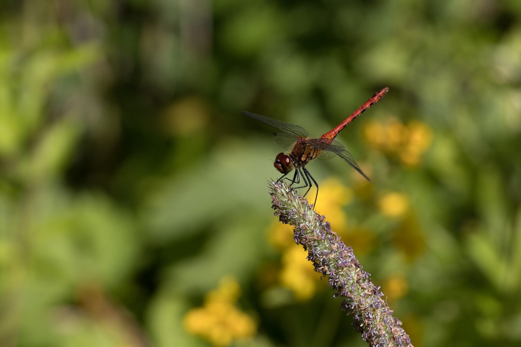 Sympetrum sanguineum bloedrode heidelibel libellen libel insect insecten juffers juffer odonata anisoptera zygoptera waterjuffers fauna waterjuffer larve